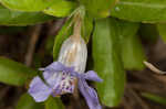 Oblongleaf snakeherb